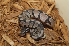 VPI Axanthic Ball Python  m75.jpg