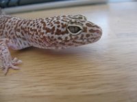 giantbellalbino 003.jpg