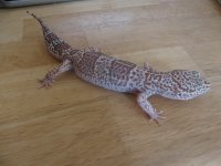 giantbellalbino 001.jpg
