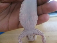 giantbellalbino 006.jpg