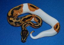 fpied_het_albino1.JPG