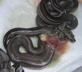 snakes 7.jpg