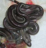 snakes 8.jpg