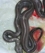 snakes 11.jpg