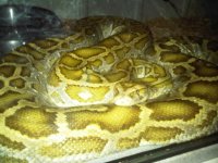 Big Female Hypo in Cage.jpg