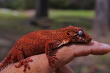 Rhacodactylus auriculatus - red female.jpg