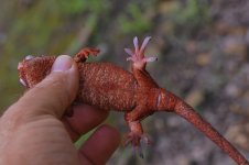 Rhacodactylus auriculatus - red female2.jpg