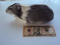Retired Breeder Guinea Pig.jpg