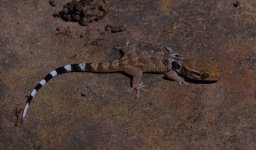 Aristelliger lar - juvenile2013.jpg