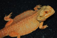 hypo_red_chili_and_baby_hypo_for_sale_001.jpg