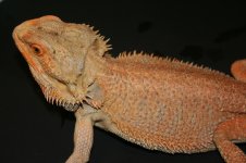 IMG_8568.jpg