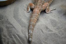 red chili male and red hypo 004.jpg