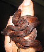 Fingersnake.jpg