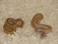 2013 baby ball pythons and others 036.jpg