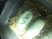 Mold Egg.jpg