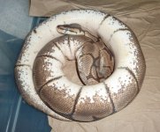 sheba pre lay shed 2013.jpg