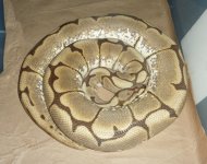 sheba x PT. 2013.jpg