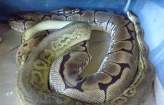 PT x Sheba (cinny pewter x high white spider.jpg