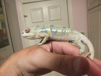 chameleon..jpg