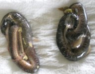 Neonates dead in sac.jpg