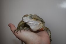 IMG_0681.jpg