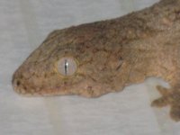 RHACS026.jpg