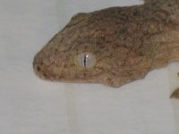 RHACS025.jpg