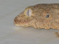 RHACS023.jpg