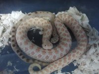 Snake Parents.jpg