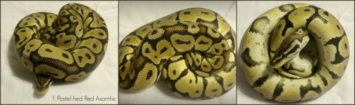 pastel het red.jpg