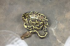 IMG_0691fauna.jpg