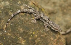 Hemidactylus leschenaulti - male.jpg