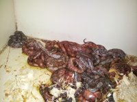 20130612_085058.jpg