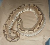sheba 1  7.4.jpg