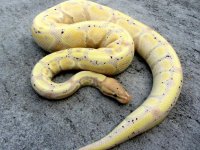 banana.jpg