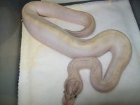 ivory male 002.jpg