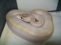 ivory male 006.jpg