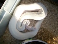 ivory male 005.jpg
