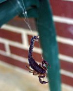 spiderVscorp.jpg