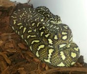 Hypo Carpet.jpg