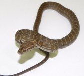 Baby Hypo Carpet.jpg