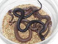 Hypo clutch.jpg