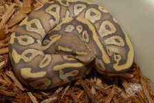 Ghost Mojave Ball Python  m 345.jpg