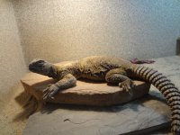 reptile 090513 014.jpg