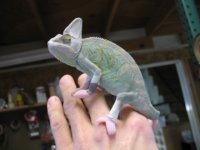 chameleons 005.JPG