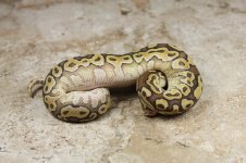 IMG_0717fauna.jpg