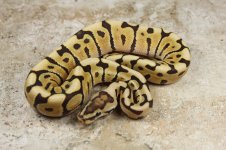 IMG_0765fauna.jpg