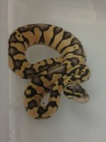 Newsnake4.jpg