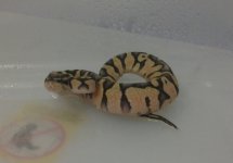 Newsnakes1.jpg
