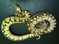 pairs for sale 012.jpg